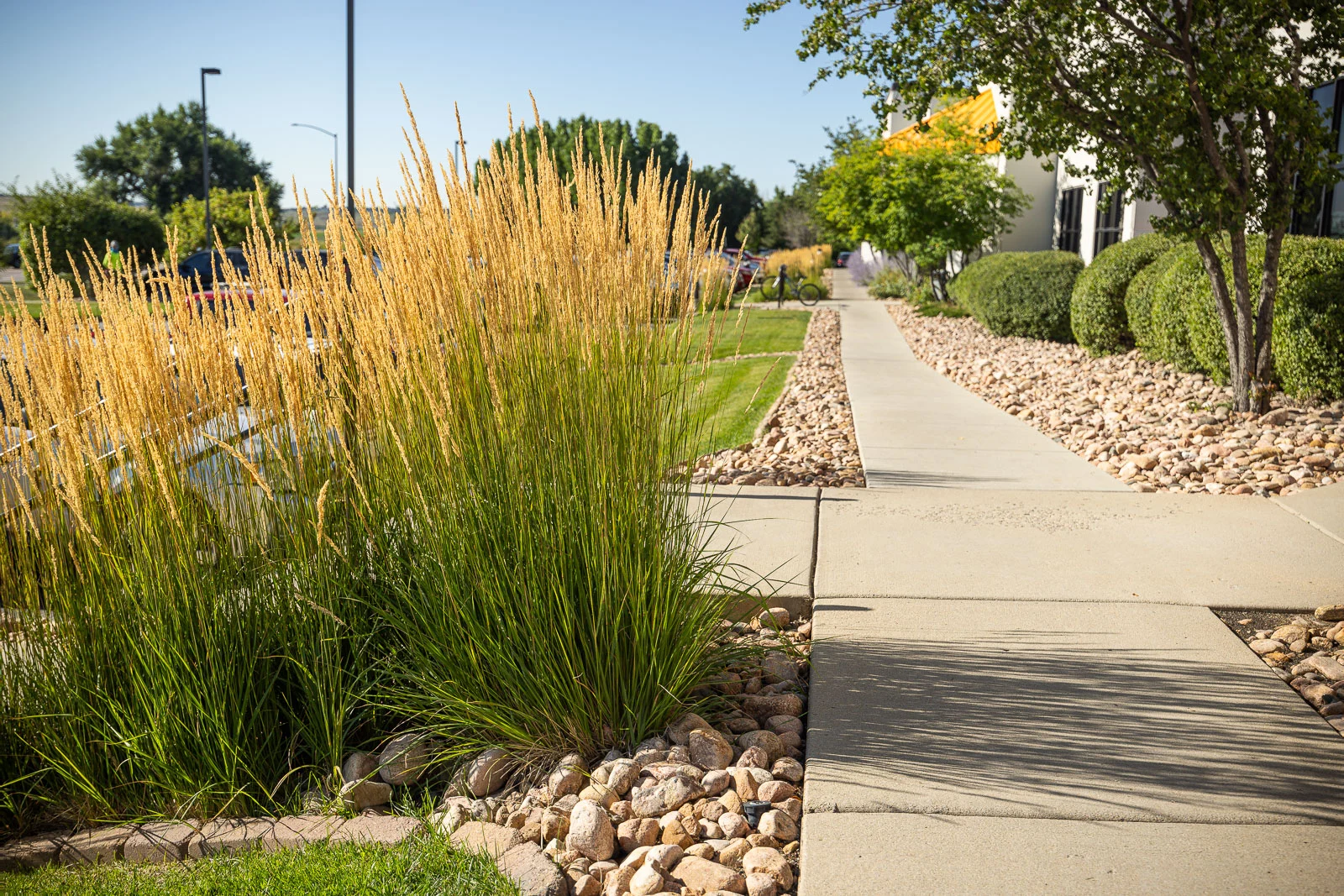 Commercial landscape with ornamental grasses, decorative rock, and sidewalk