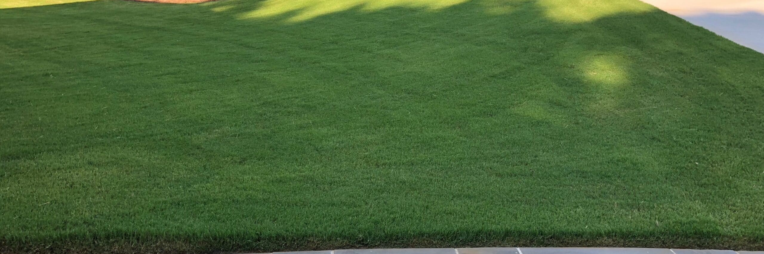 Healthy green lawn with evenly maintained grass