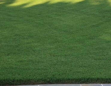 Professional residential lawn care and maintenance Healthy green lawn with evenly maintained grass
