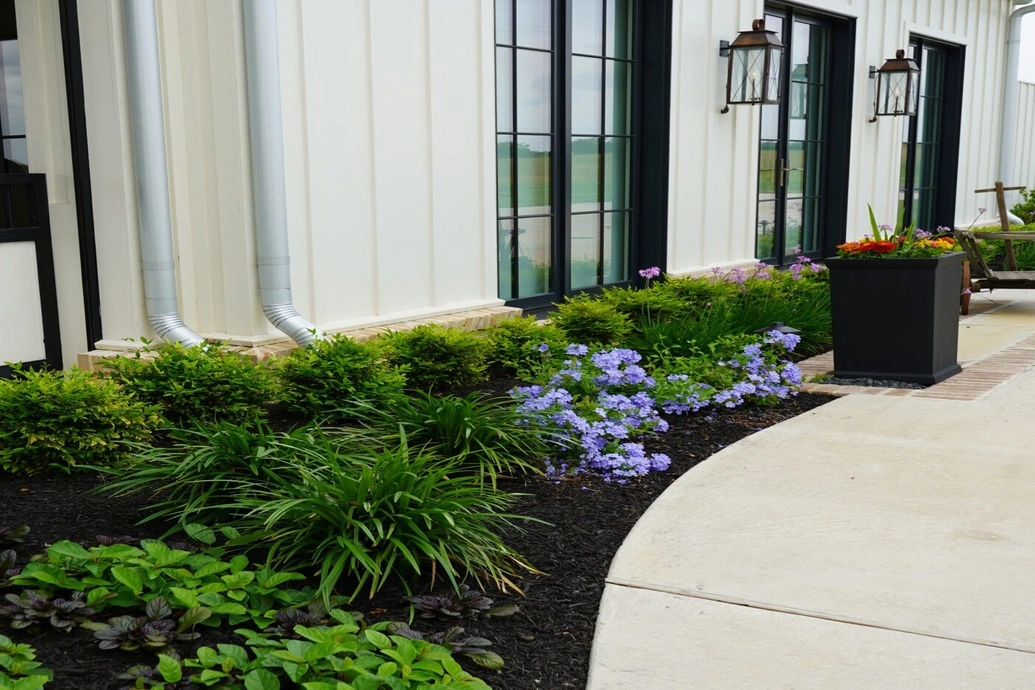 Residential landscape enhancements and planting by TruScape - TruScape Modern residential landscape with shrubs, flowers, and curved concrete walkway