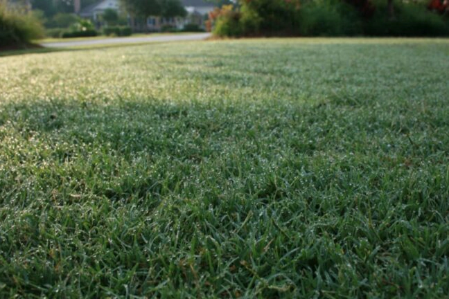 Healthy green lawn with evenly maintained grass