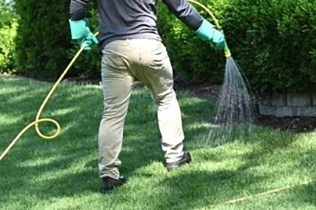 Lawn care professional applying liquid lawn treatment near shrubs